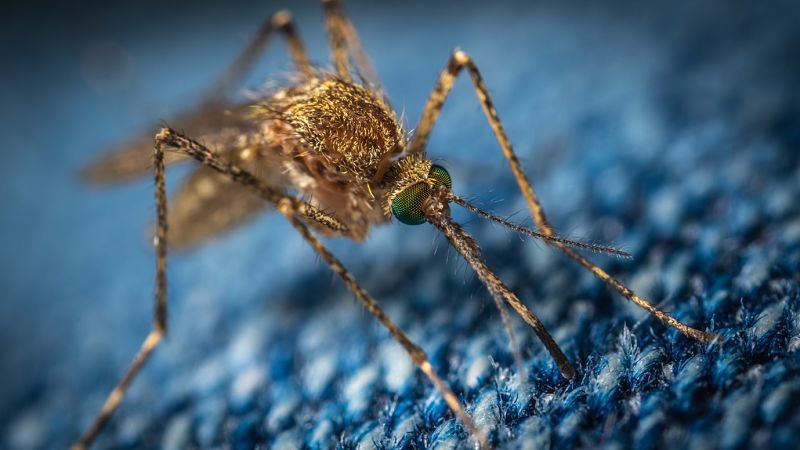 Researchers have recently uncovered a possible application for a common genital wart treatment in the fight against mosquito-borne viruses.