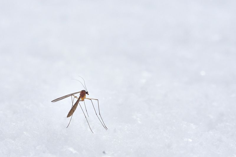 Malaria is a potentially life-threatening disease prevalent in many areas around the world. 